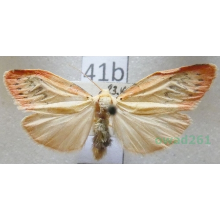 Miltochrista miniata (Forster, 1771) Czech41b